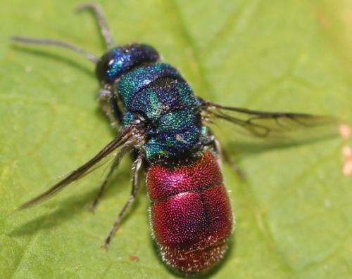 Chrysis analis